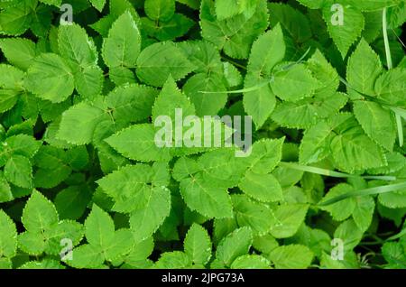 Plante d'Aepopodium podagraria connue sous le nom de terreau, herbe de gerard ou de l'évêque dans une forêt en Allemagne Banque D'Images