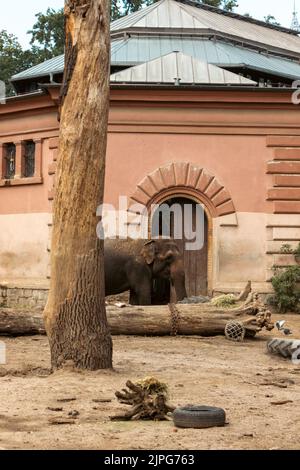 Éléphant isolé dans l'habitat du zoo Banque D'Images