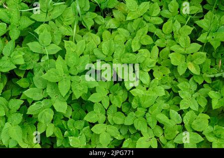 Plante d'Aepopodium podagraria connue sous le nom de terreau, herbe de gerard ou de l'évêque dans une forêt en Allemagne Banque D'Images