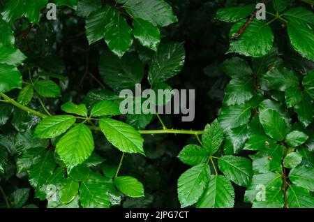 Rubus allegheniensis plante connue sous le nom de BlackBerry d'Allegheny ou de BlackBerry commun dans une forêt en Allemagne Banque D'Images