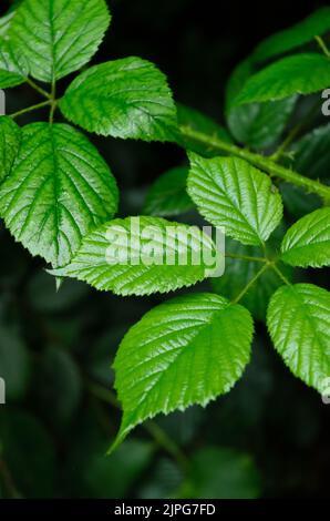 Rubus allegheniensis plante connue sous le nom de BlackBerry d'Allegheny ou de BlackBerry commun dans une forêt en Allemagne Banque D'Images