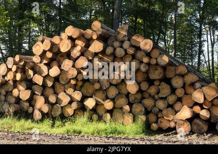 Tas de troncs d'arbres abattus avec coupe transversale et anneaux d'âge en Allemagne, Europe Banque D'Images