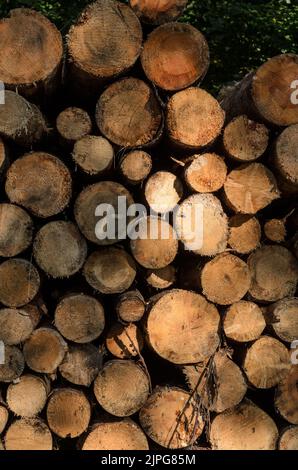 Tas de troncs d'arbres abattus avec coupe transversale et anneaux d'âge en Allemagne, Europe Banque D'Images