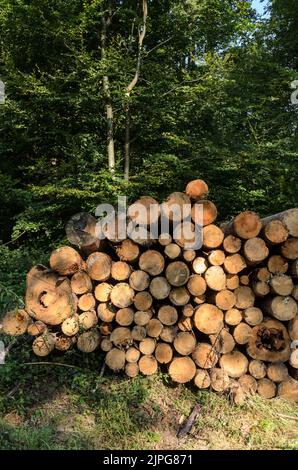 Tas de troncs d'arbres abattus avec coupe transversale et anneaux d'âge en Allemagne, Europe Banque D'Images