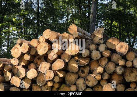 Tas de troncs d'arbres abattus avec coupe transversale et anneaux d'âge en Allemagne, Europe Banque D'Images