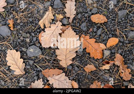 Feuilles de chêne sur le sol forestier pendant la saison d'automne Banque D'Images