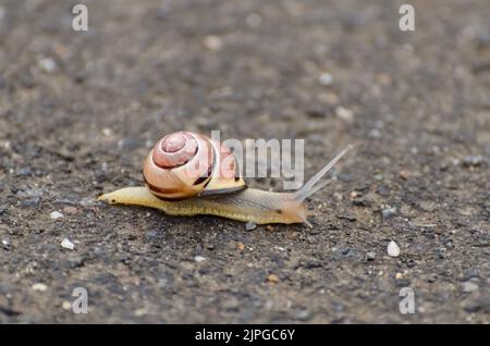 Cepaea nemoralis, également connu sous le nom d'escargot de grove, escargot à lèvres brunes ou escargot de Lemon qui s'empaissent sur le sol, vue à angle bas Banque D'Images