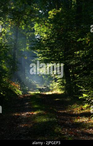 chemin, poutres solaires, forêt à feuilles caduques, chemins, poutres solaires, rayons du soleil, rayons du soleil, rayons du soleil, rayons du soleil, rayons du soleil, forêts de feuillus Banque D'Images