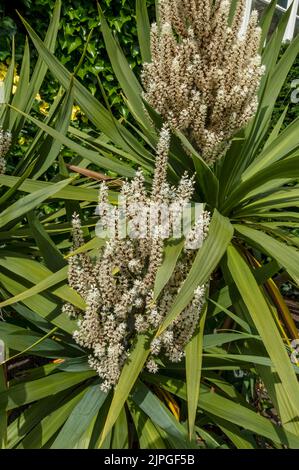 Gros plan de Cordyline australis chou arbre palmier fleur fleurs croissant dans un jardin frontière en été Angleterre Royaume-Uni Grande-Bretagne Banque D'Images