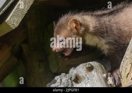 Vue latérale de la tête d'une jeune marte mignonne à bouche ouverte. Horizontalement. Banque D'Images