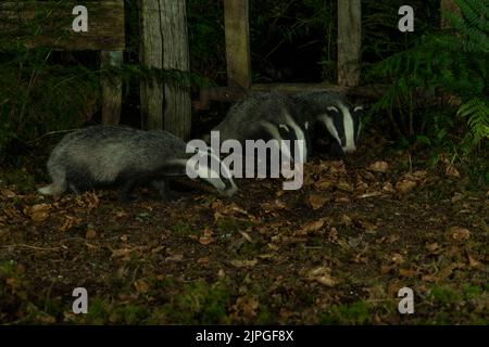 Badger (Meles meles), trois dans un cadre boisé, Dumfries, SW Ecosse Banque D'Images