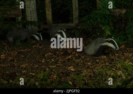 Badger (Meles meles), trois dans un cadre boisé, Dumfries, SW Ecosse Banque D'Images