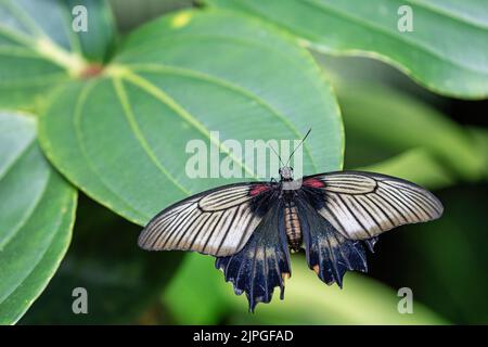 Grand papillon mormon d'Asie du Sud-est (Papilio memnon) avec ailes ouvertes sur la ferme verte de la plante. Banque D'Images