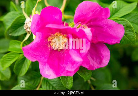 rosa canina, rosa corymbifera, rose chien Banque D'Images