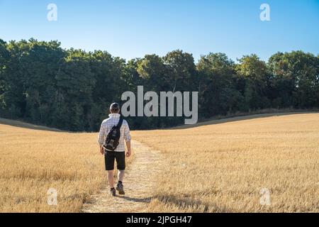 Vue arrière d'un homme isolé avec sac à dos, portant un short, marchant à travers un champ britannique après que la récolte a été récoltée un jour chaud d'été en août. Banque D'Images