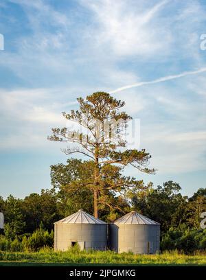 Une paire de silos à grains métalliques sur le bord d'un champ d'arachides dans le sud de la Géorgie à l'heure d'or. Banque D'Images