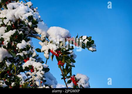 GUI sur un arbre enneigé, Godøy, Sunnmøre, Møre og Romsdal, Norvège. Banque D'Images