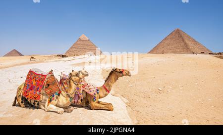 Chameaux avec vue sur les pyramides de Gizeh, Égypte Banque D'Images