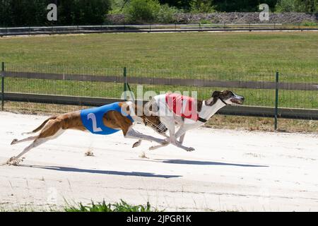 Deux chiens lévriers en compétition à Chatillon la Palud, France Banque D'Images