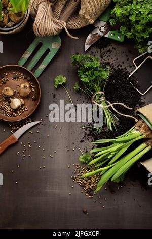 jardinage, plantation, pot, saisonstart, soin des plantes, la tendance des plantes, la greffe, les pots Banque D'Images