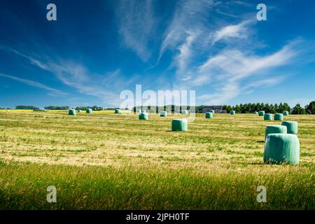 Balles rondes de foin enveloppées dans du foin fermenté en plastique alors qu'elles sont sur un champ des Prairies canadiennes dans le comté de Rocky View Alberta Canada Banque D'Images