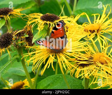 Un papillon amiral rouge repose sur des fils jaunes de pétales de fleurs. Banque D'Images