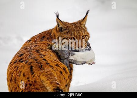 alimentation, proies, lynx, lynx, lynx, alimentation, alimentation, lynxs Banque D'Images