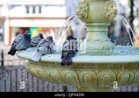 Les pigeons se lavent dans une fontaine Dartmouth Devon Banque D'Images