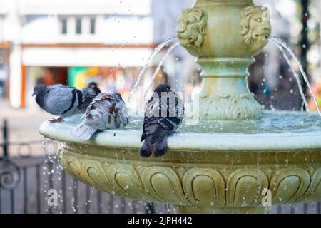 Les pigeons se lavent dans une fontaine Dartmouth Devon Banque D'Images