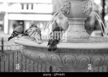 Les pigeons se lavent dans une fontaine Dartmouth Devon Banque D'Images