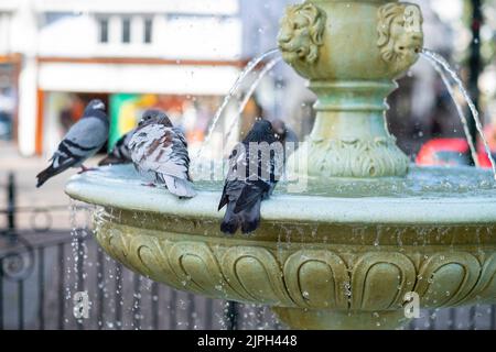 Les pigeons se lavent dans une fontaine Dartmouth Devon Banque D'Images