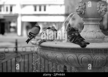 Les pigeons se lavent dans une fontaine Dartmouth Devon Banque D'Images