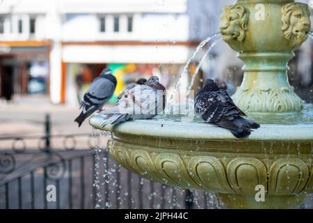 Les pigeons se lavent dans une fontaine Dartmouth Devon Banque D'Images