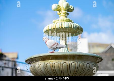 Les pigeons se lavent dans une fontaine Dartmouth Devon Banque D'Images