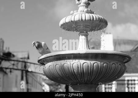 Les pigeons se lavent dans une fontaine Dartmouth Devon Banque D'Images