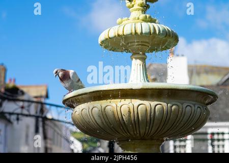 Les pigeons se lavent dans une fontaine Dartmouth Devon Banque D'Images