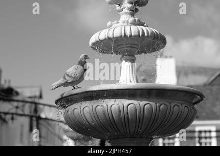 Les pigeons se lavent dans une fontaine Dartmouth Devon Banque D'Images