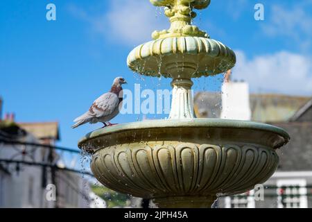 Les pigeons se lavent dans une fontaine Dartmouth Devon Banque D'Images