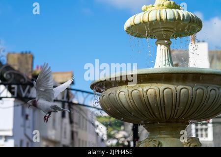 Les pigeons se lavent dans une fontaine Dartmouth Devon Banque D'Images