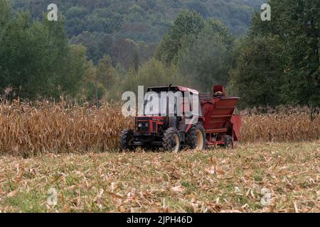 Un tracteur tire une récolteuse de maïs et récolte du maïs sec mûr dans le champ, un équipement de tracteur agricole et des travaux dans le champ à l'automne, un champ plein de Banque D'Images