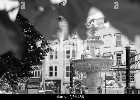 Pigeon sur la fontaine Dartmouth Devon Banque D'Images