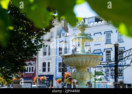 Pigeon sur la fontaine Dartmouth Devon Banque D'Images