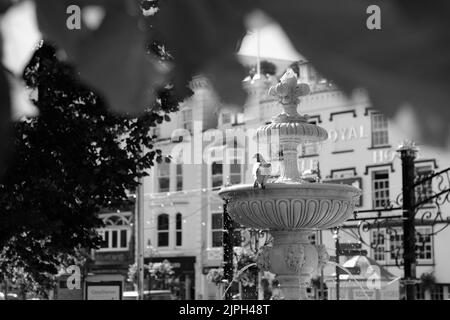 Pigeon sur la fontaine Dartmouth Devon Banque D'Images