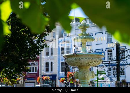 Pigeon sur la fontaine Dartmouth Devon Banque D'Images