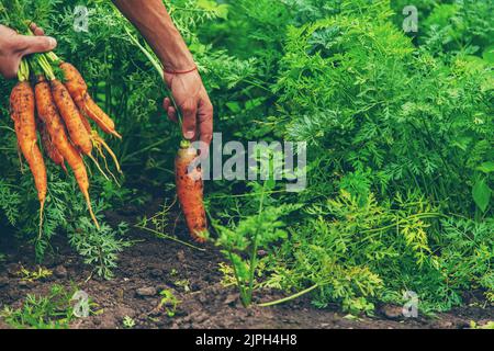 Un fermier récolte des carottes dans le jardin. Mise au point sélective. Banque D'Images