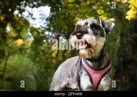 Petit portrait de chiot Zwergschnauzer heureux sur une pelouse verte en été ou au printemps. Chasse, chiens de garde. Randonnée en plein air. Canine Banque D'Images