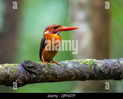 Un Sulawesi Dwarf-Kingfisher (Ceyx Fallax) coloré perché sur une branche. Sulawesi, Indonésie. Banque D'Images