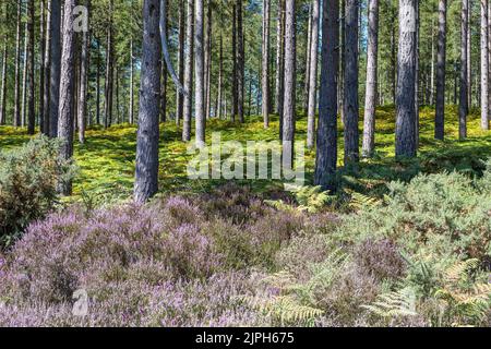 Bovington, Dorset, Royaume-Uni Banque D'Images