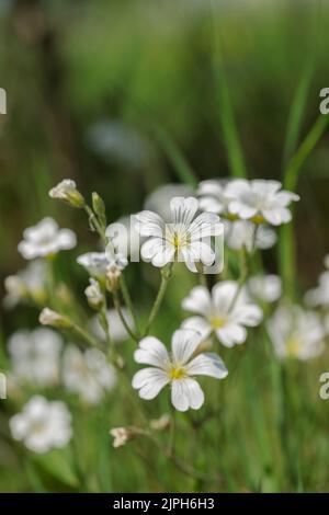 Contour d'oreille de souris (Cerastium arvense). Banque D'Images