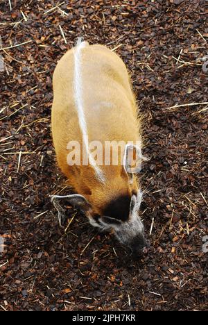 Porc de rivière rouge (porcus de Potamochoerus) ou cochon de brousse. Ce membre sauvage de la famille des porcs vit en Afrique, surtout dans les forêts tropicales guinéennes et congolaises. Banque D'Images